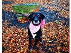 Annie, Labrador Retriever For Adoption In Muldrow, Oklahoma