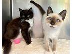 Princess(bonded With Pea), Domestic Shorthair For Adoption In Oakland