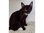 Blane (bonded W/duckie), Domestic Shorthair For Adoption In Oakland, California