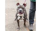 Avocado, American Pit Bull Terrier For Adoption In Oakland, California