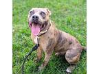 Bumble, American Pit Bull Terrier For Adoption In Oakland, California