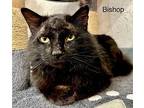 Bishop, Domestic Mediumhair For Adoption In St. George, Utah