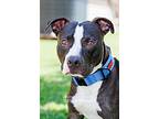 Midnight - Diamond Dog, American Pit Bull Terrier For Adoption In Mckinney