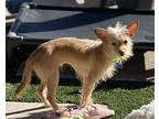 Kendra, Cairn Terrier For Adoption In Scottsdale, Arizona