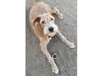 Fred, Irish Terrier For Adoption In Amherst, Massachusetts