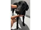 Gravy, Labrador Retriever For Adoption In Madison, Georgia