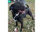 Jackson, Labrador Retriever For Adoption In Zuni, Virginia
