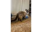 Little Britches, Siamese For Adoption In Newport, Kentucky