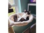 Juniper, Domestic Longhair For Adoption In Newport, Kentucky