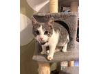 Slate, Domestic Shorthair For Adoption In Newport, Kentucky