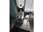 Petry, Domestic Longhair For Adoption In Newport, Kentucky