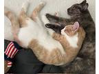 Oliver And Olivia (bonded Pair), Domestic Shorthair For Adoption In St.