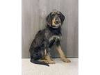 Lilly, Labrador Retriever For Adoption In Newport, Kentucky
