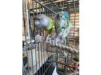 Taco, Parrot - Other For Adoption In Elizabeth, Colorado