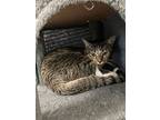 Mix, Domestic Shorthair For Adoption In Youngtown, Arizona