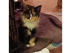 Paprika, Calico For Adoption In North Brunswick, New Jersey