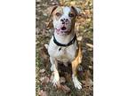 Gaspar, Staffordshire Bull Terrier For Adoption In Barre, Vermont