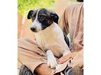 Louise, Labrador Retriever For Adoption In Palos Heights, Illinois