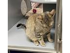 Bee Aka Dusty (fcid# 06/19/24-55 West Chester Ps), Domestic Shorthair For