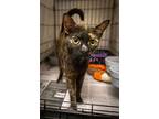 Carla (fcid# 10/23/2024 - 68 Trainer), Domestic Shorthair For Adoption In