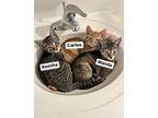 Keesha, Willow Grove Area, (fcid 10/14/2024-96), Domestic Shorthair For Adoption