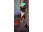 Riley, Willow Grove Area, (fcid 10/16/2024-19), Domestic Shorthair For Adoption