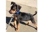 Maximus, Miniature Pinscher For Adoption In Sacramento, California