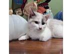 Snowshoe, Domestic Shorthair For Adoption In Toms River, New Jersey