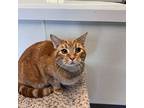 Champion, Domestic Shorthair For Adoption In Toms River, New Jersey