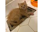 Nike, Domestic Shorthair For Adoption In Toms River, New Jersey
