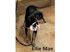 Ellie Mae, Dachshund For Adoption In Mountain View, Arkansas