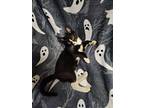 Wybie, Domestic Shorthair For Adoption In Evansville, Indiana