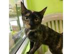 Confetti Betty, Domestic Shorthair For Adoption In Janesville, Wisconsin