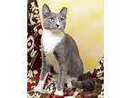 Reign, Domestic Shorthair For Adoption In Tierra Verde, Florida