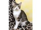 Trotter, Domestic Shorthair For Adoption In Tierra Verde, Florida