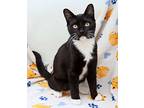 Anthony, Domestic Shorthair For Adoption In Tierra Verde, Florida