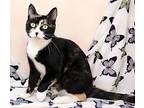 Rinka, Domestic Shorthair For Adoption In Tierra Verde, Florida