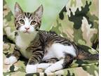 Potter, Domestic Shorthair For Adoption In Tierra Verde, Florida