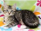 Peachi, Domestic Longhair For Adoption In Tierra Verde, Florida