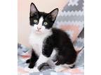 Pippi, Domestic Shorthair For Adoption In Tierra Verde, Florida