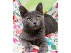 Kimora, Domestic Shorthair For Adoption In Tierra Verde, Florida