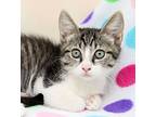 Pepper, Domestic Shorthair For Adoption In Tierra Verde, Florida