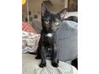 Savanna, Domestic Shorthair For Adoption In Evansville, Indiana