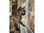 Lenny, Domestic Mediumhair For Adoption In Bloomington, Indiana