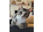 Fen, Domestic Shorthair For Adoption In Evansville, Indiana