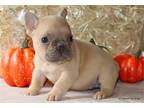 Adorable AKC French Bulldog puppies