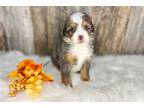 Snickerdoodle