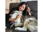 Trustworthy and Reliable House Sitter in Los Angeles, CA.
