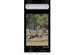 Horse for lease or partial lease
