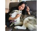 Pet Sitter in Los Angeles Offering Reliable Care at $16/Hour